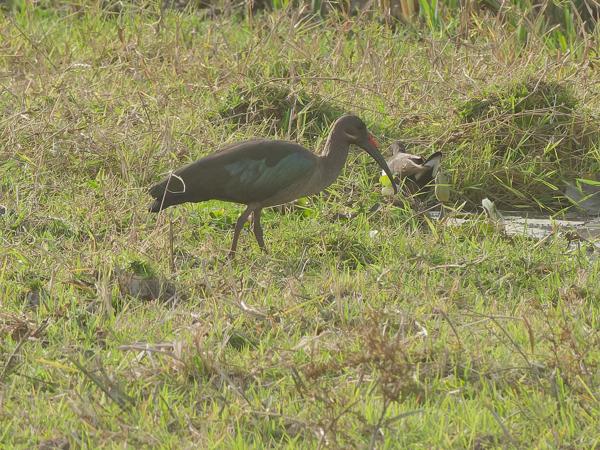 <h3><a href="/trips/gambia/biota/animalia/chordata/aves/015 pelecaniformes/001 threskiornithidae/bostrychia hagedash/bostrychia hagedash-nl.html">Bostrychia&nbsp;hagedash</a> / Hadada&nbsp;ibis / Hadada‑ibis</h3>OM-1 Mark II met OLYMPUS M.150-400mm F4.5, 1/2000 sec  bij F9.0, ISO 3200, afstand 62.2&nbsp;m